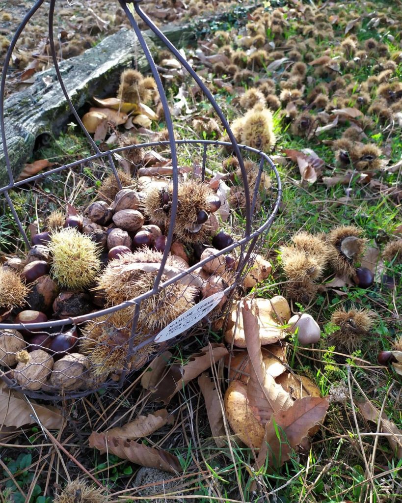 petite récolte au jardin 