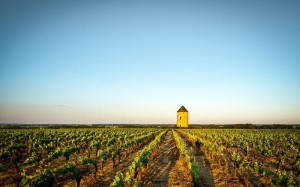 le vignoble nantais (1)    